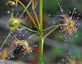 Tall Sundew (cropped)