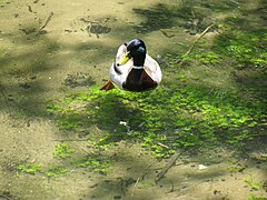 Vrelo Bosne ducks