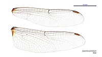 Male wings