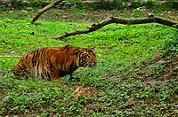 Bengal tiger at Tata Steel Zoological Park
