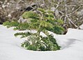 A young sapling of subsp. lowiana on Mount Whitney