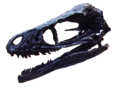 Bambiraptor skull.