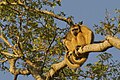 Black howler monkeys