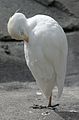 Cattle Egret