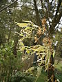 Celtis australis flowering