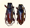 Neoplocaederus fucatus from São Tomé and Principe, male and female