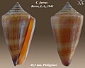 Conus furvus Reeve, L.A., 1843