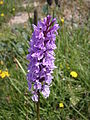 Dactylorhiza maculata