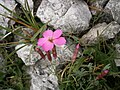 Dianthus sylvestris