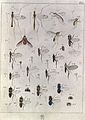Johann Wilhelm Meigen. Abbildung der europäischen zweiflügeligen Insekten nach der Natur（1790）