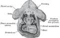 图为人类胚胎约第4周时期的连续切片组合。