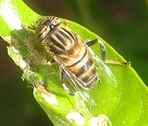 Female