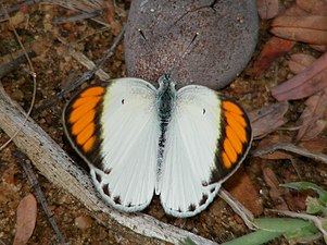 Dorsal view (male)