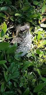 Mimus polyglottos (Mockingbird Fledgling)