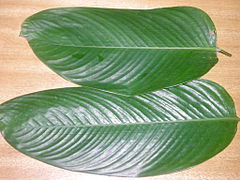 Ewe-eran leaves (Thaumatococcus daniellii)