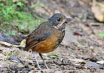 Moustached andpitta