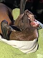 Noctilio albiventris (Lesser Bulldog Bat) with parasites, showing its teeth, caught by the Tiputini Biodiversity Station - Featured in Noctilio albiventris
