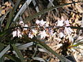 Ophiopogon planiscapus 'Niger' flowers