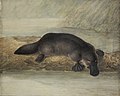 Ornithorhynchus anatinus Painting by John Lewin of a platypus, painted in 1808 or 1810.