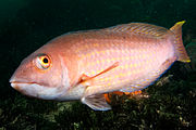 红尾拟隆头鱼 Pseudolabrus rubicundus