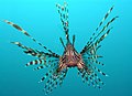 Lionfish