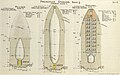 Studless Palliser, Common and Shrapnel projectiles