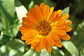 Calendula officinalis