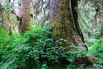 Sitka spruce on Yachats River Road.