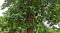 Pterocarpus santalinus (red sandal) in north coastal Andhra Pradesh