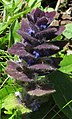 Pyramid bugle (Ajuga pyramidalis)