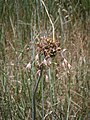 Allium oleraceum