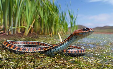 California red-sided garter snake by Jaden Clark