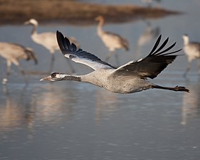 Common crane (Temporary stay in course of migration)