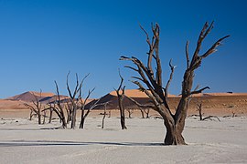 Dead trees in Namib-Naukluft National Park, Namibia