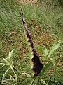 Dracunculus vulgaris opening spathe