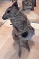 Eastern Hare-wallaby † (Lagorchestes leporides)