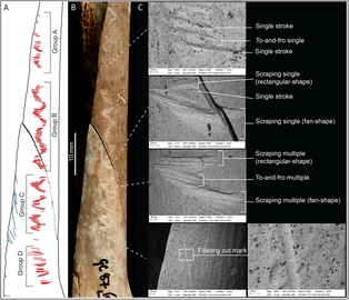 Engraved human radius from Gough's Cave, England