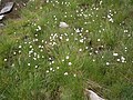 Eriophorum scheuchzeri