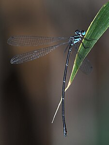 Female