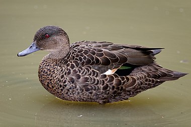 Chestnut teal