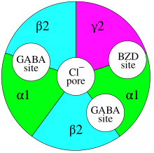 Figure of the GABAA receptor complex where the five subunits (two alpha, two beta, and one gamma) are symmetrically arranged in a pentagon shape about a central ion conduction pore. The location of the two GABA binding sites are located between the alpha and beta subunit, while the single benzodiazepine binding site is located between the alpha and gamma subunits.