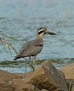 Great thick-knee or great stone-curlew From Bharathapuzha river, Thrithala, Palakkad district Kerala state India