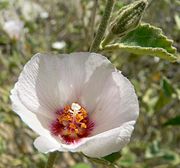 石槿 Hibiscus denudatus