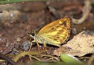 Ventral view