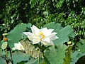 Nelumbo lutea