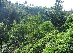 Tea plantation in Rize