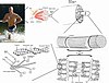 Skeletal muscle structure