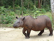 Gray rhinoceros