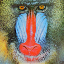 Compressed image of the above Mandrill standard test image