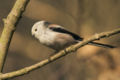 Member of white-headed subspecies